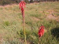 Kniphofia ichopensis