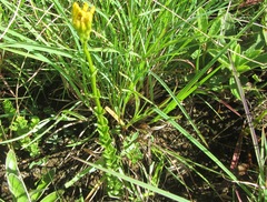 Sebaea sedoides