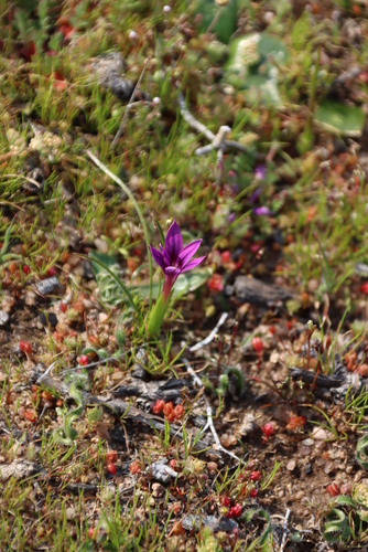 Image of Romulea kamisensis by (c) Tony Rebelo, some rights reserved (CC BY-SA)