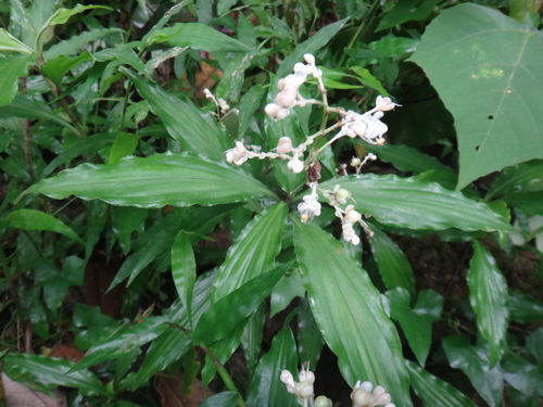 Image of Pollia Miranda (Pollia miranda) by (c) 呂一起(Lu i-chi), some rights reserved (CC BY)