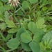 Trifolium repens repens - Photo (c) Jean-Marie Frenoux, some rights reserved (CC BY-NC), uploaded by Jean-Marie Frenoux