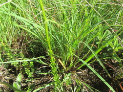 Sebaea sedoides