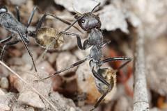 Camponotus suffusus
