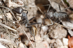 Camponotus suffusus