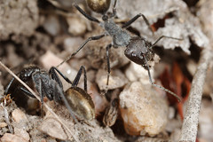 Camponotus suffusus