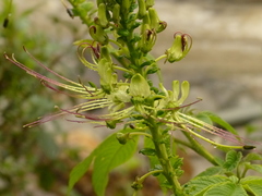 Cleome anomala