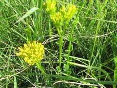 Sebaea sedoides