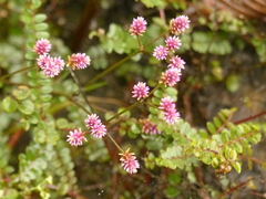 Alternanthera porrigens