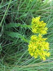 Sebaea sedoides