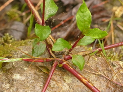Alternanthera porrigens