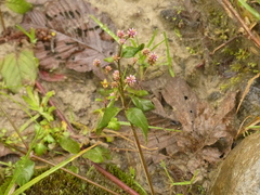 Alternanthera porrigens