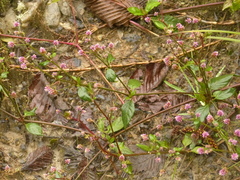 Alternanthera porrigens