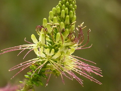 Cleome anomala