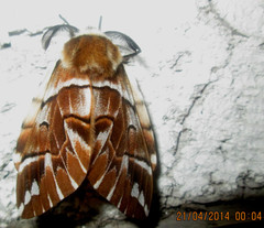 Endromis versicolora