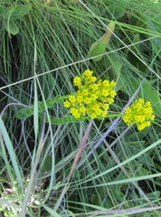 Sebaea sedoides
