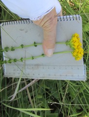 Sebaea sedoides