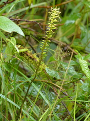 Cranichis ciliata
