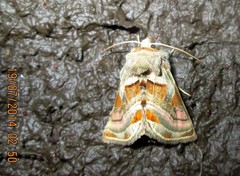 Euchalcia variabilis