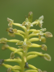Cranichis ciliata