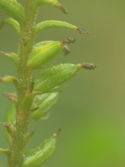 Cranichis ciliata