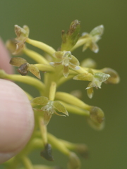 Cranichis ciliata