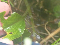 Cranichis ciliata