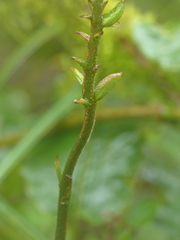Cranichis ciliata