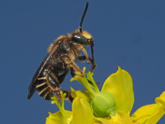 Macropis europaea