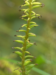 Cranichis ciliata