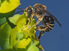 Macropis europaea