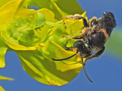 Macropis europaea