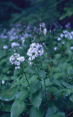 Perennial honesty