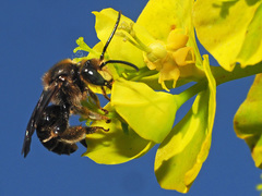 Macropis europaea