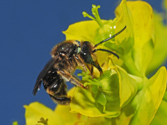 Macropis europaea