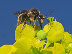 Macropis europaea