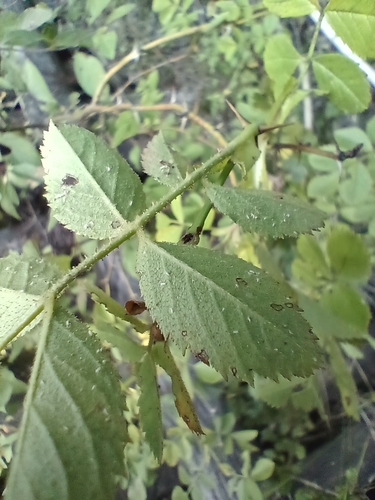 Image of Rosa elliptica by (c) Vladimír Fuka, some rights reserved (CC BY)