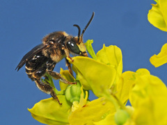 Macropis europaea