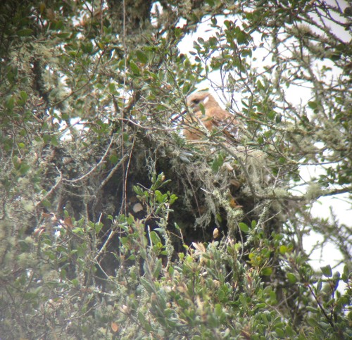 Buteo lineatus