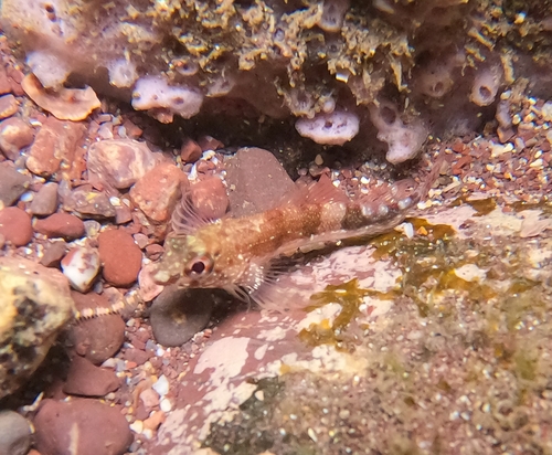 Fishgod blenny (Malacoctenus ebisui) — Labrisomidae — 4