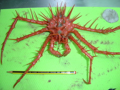Neolithodes grimaldii