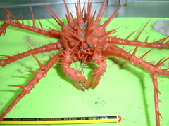 Neolithodes grimaldii