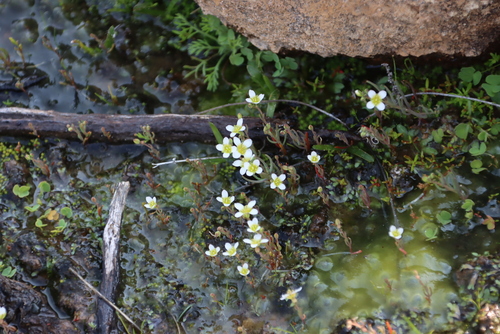 Image of Heliophila namaquana by (c) Tony Rebelo, some rights reserved (CC BY-SA)