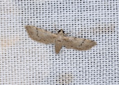 Glaucoclystis immixtaria