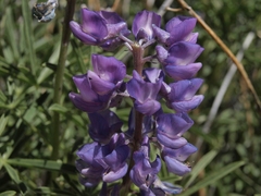 Lupinus caudatus caudatus