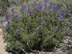 Lupinus caudatus caudatus