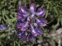 Lupinus caudatus caudatus