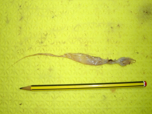 Taonius pavo