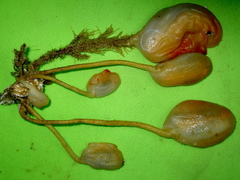 Boltenia ovifera