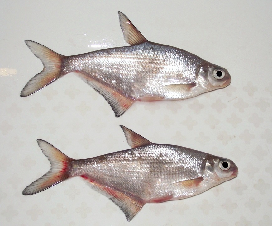 Blue Bream