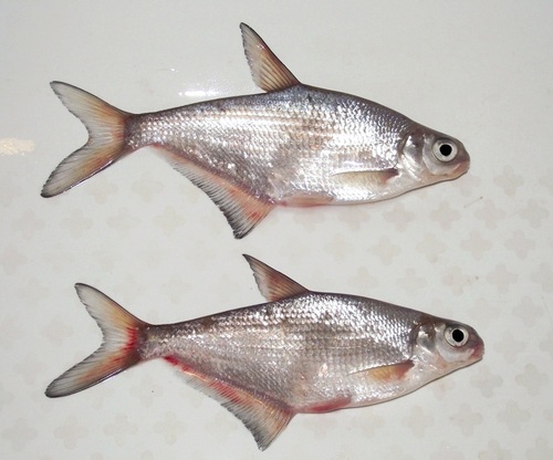 White-eye Bream